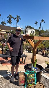 27K views · 2K reactions | The best way to plant your rooted dragon fruit cuttings #dragonfruit #gardening #Pitaya #planting #dragonfruitplant | My Dragon Plug | Facebook