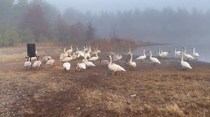COME SEE THE SWANS For the 30th year, one of Heber Springs’ biggest annual attractions has returned! Every November, around 200 trumpeter swans flock to Heber Springs and take up residence on Magness Lake and other nearby lakes, where they will reside through February. You can view them at a free viewing site at a bend on Hays Road next to the lake. Plan your weekend trip to Heber Springs this winter to see a large gathering of the largest waterfowl in North America. You can plan your trip at ht