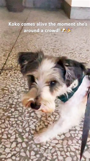 #pets #puppy #funny #love #cute #relaxing #dogs #dog #doglife #beauty #food #happy #health #enjoy