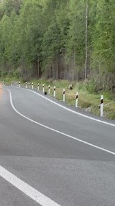 1M views · 10K reactions |  Vysoke Tatry Video: Žaneta Volková #thisisslovakia #slovensko #medvedica #medved #medvedenaslovensku #bear #bearcub #slovakia #vysoketatry #tatry | This Is Slovakia | Facebook