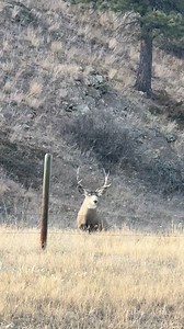 35K views · 666 reactions | Hunt Montana. Big Buck contest at Outlaw Women Saloon in Augusta. This guy would be a contender! #Hunting #Montana hunting #deer #bucks #rockymountainfront #venison #elk #bullelk | Live Stream Montana | Facebook