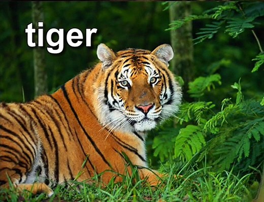 Baby Dolittle World Animals