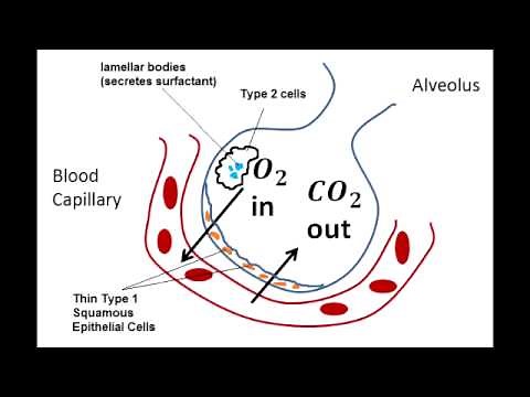 Pneumocytes - Type 1, Type 2 and Clara Cells