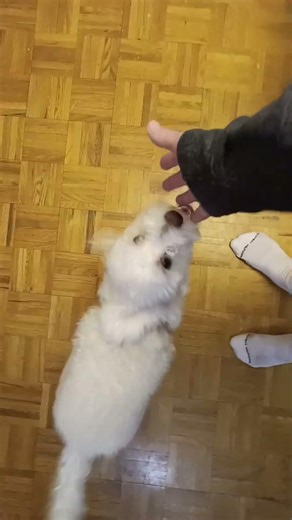 Mila pressing the I love you button..they had to remove the treat button bc it was being used 2 much