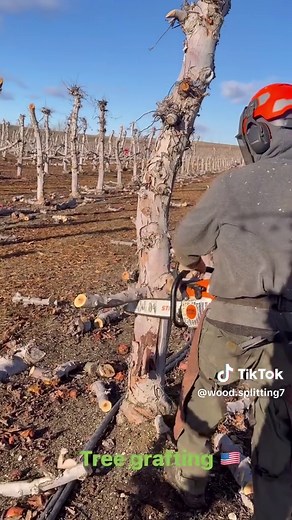 Mastering Grafting Techniques for Woodworking