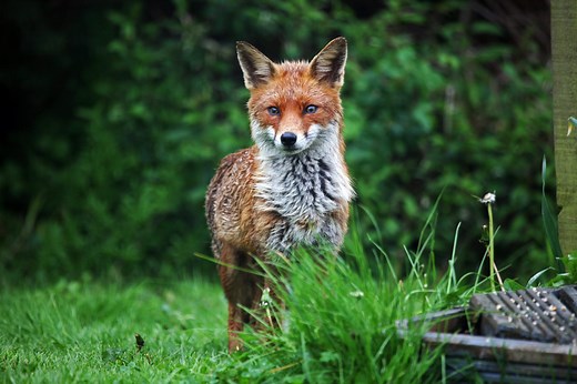 How to deter foxes from your garden – safely and humanely