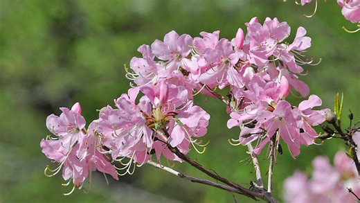 Spring and Easter activities around Henderson County: Event calendar