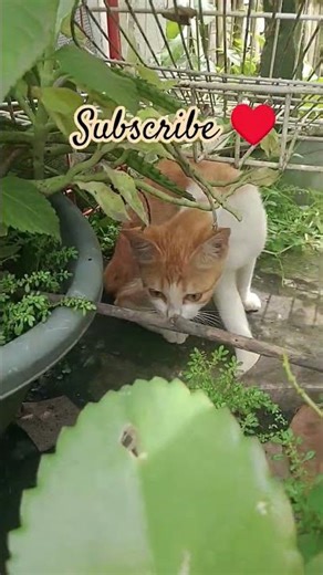 When cats afraid 😳