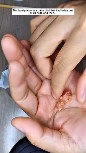 Family Rescues a Fallen Bird... #parrot #bird #animal | Animals Stories