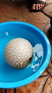 990K views · 4.3K reactions | Fish...Amazing | Amazing-Things | Facebook