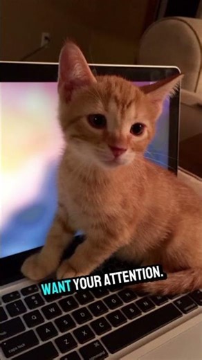 Why Cats Sit on Your Laptop Every Time 💻