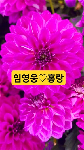 #임영웅#홍랑#다알리아#미스터트롯#트로트#커버#가수#노래#연주#음악#꽃#정원#가든#시골#산골#산책#여행#댄스#캠핑#등산#강아지#고양이#집사#취미#낚시#차박#요리#일상#자연#강사#춤