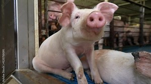 Sick pig with swine flu is separated. Virus infects animals at hog operation industrial factory farm in USA.