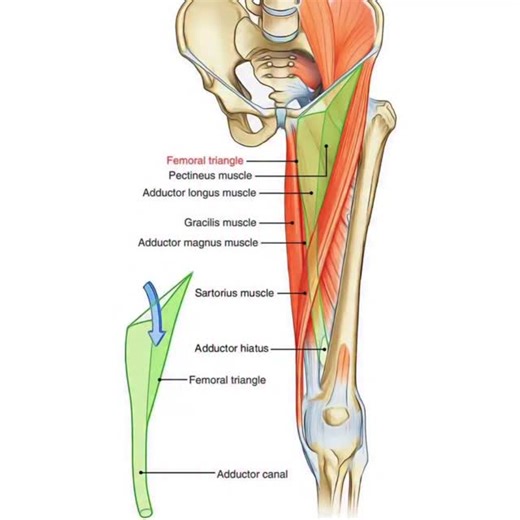 The saphenous nerve is a branch of the femoral nerve and passes through the adductor canal on its way to the lower leg. Compression of the nerve usually occurs in that canal. NKT often finds the sartorius overworking and the psoas underworking as well as the adductor longus overworking and the psoas underworking. This article explains how to treat an impinged saphenous nerve conservatively. https://www.ncbi.nlm.nih.gov/pmc/articles/PMC3845465/ (Link in profile). #nkt #neurokinetictherapy #nerve 