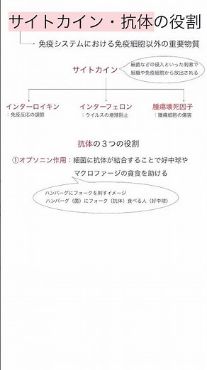 1分で理解：サイトカインと抗体の役割 #勉強 #実習生 #看護 #看護師試験 #勉強方法