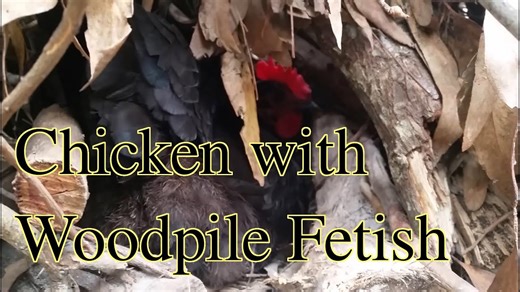 Surprising chicken habits: Discovering a hidden nest on our self-sufficient homestead!