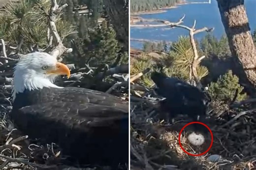 Heartbreaking moment famous bald eagle couple’s nest attacked after lovebirds laid first egg of the year