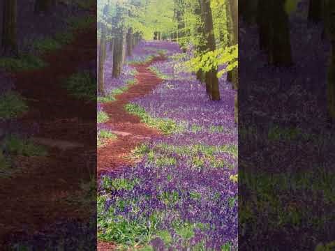 Amazing Grace…mandolin instrumental 