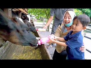 ALI GIVES MILK TO COW 😂 FUNNY VLOG | Ali Vlog