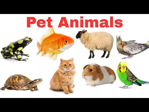Pet Animals Name for Kids | Animals Name with pictures | Domestic Animals Name