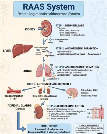 RAAS Pathway Regulates Blood Pressure and Fluid Balance | Nosheen Altaf posted on the topic | LinkedIn
