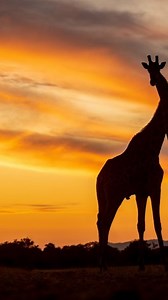 5 DAYS TANZANIA SAFARI FEATURING SERENGETI, NGORONGORO, TARANGIRE & LAKE MANYARA NATIONAL PARKS PRICE FROM 2230 $ per person for 2 people 3453 $ for solo traveler Tour Itinerary Day 0: Arrival, and overnight at your own hotel Day 1: TARANGIRE ( overnight Tarangire Osupuko) Day 2: SERENGETI ( overnight, Embalakai Luxury) Day 3: SERENGETI ( overnight, Embalakai Luxury) Day 4: NGORONGORO ( Manyara Serena lodge) Day 5: MANYARA then ARUSHA (Departure 🛫) INCLUSIONS Park fees Accomodations as mentione