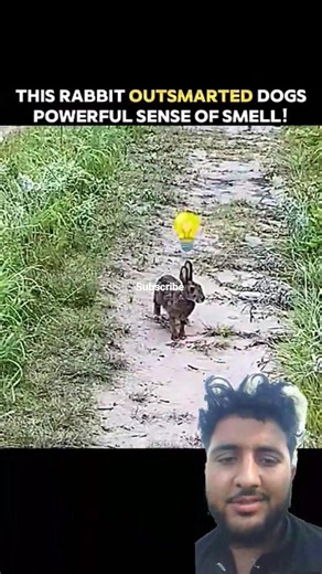 rabbit Vs dogs very amazing and fantastic scene 😱#rabbit #dogs #animals #dangerous