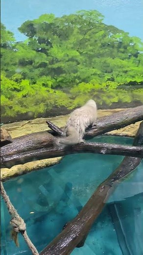 アメリカミンク サケのふるさと千歳水族館 北海道千歳市花園２丁目４−３１２