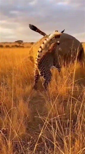 Leopard’s Lightning Charge — Eagle Escape Unbelievable Speed Showdown #wildlife #nature #predator