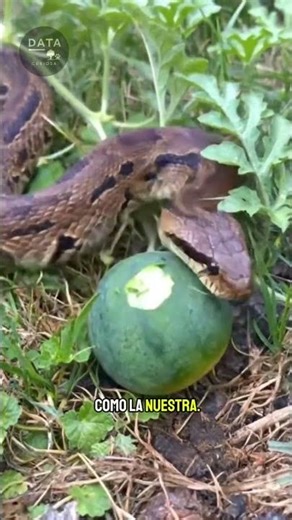 Python 🐍 #animals #documentary #nature #didyouknow #funfacts