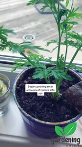 How to make an amazing homemade fertilizer with your kitchen scraps!! . 🌱💚 Join the Conscious Family—exclusive wellness tips & deals in our newsletter. www.conscioushealth.store | Link in bio. | Conscious Health