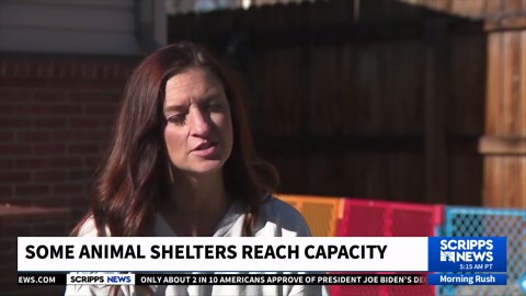 Fostering Hope: How Volunteers Support Overloaded Shelters