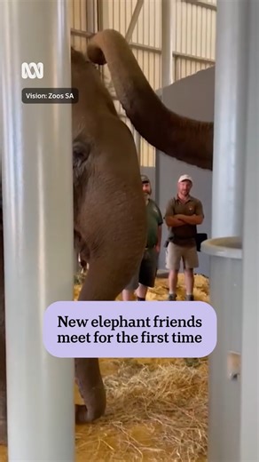 #BestOf2025: We're not crying, you're crying. 🐘🥰🐘 This is the moment two female elephants met for the first time at Monarto Safari Park in South Australia. Permai had just arrived from Perth Zoo after a marathon journey across the Nullarbor, while Burma travelled from Auckland Zoo in November 2024. ℹ️ This post is part of our series recapping our favourite, or the most popular, stories from 2025. To get more news like this straight from the source download the ABC NEWS app. | ABC Perth
