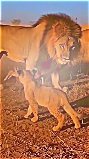angry lion cub || #kindness #lion #animals #mhacommunity #song #animeedit #ai #art #love #funny