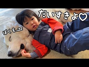 【ずっと一緒♡】離れていた時間を取り戻そうと３歳児に甘えまくる超大型犬の子犬が可愛すぎました…｜グレートピレニーズ&オールドイングリッシュシープドッグ&トイプードル