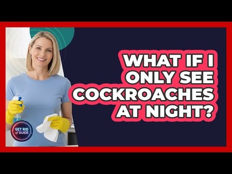 What If I Only See Cockroaches At Night?