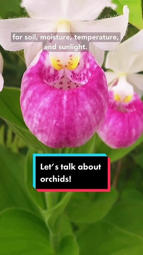 Exploring Different Types of Orchids in the Wild