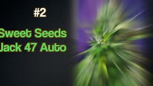 Autoflowering Seeds Top 5 Strongest Autoflower Strains | Autoflowering Seeds Bank