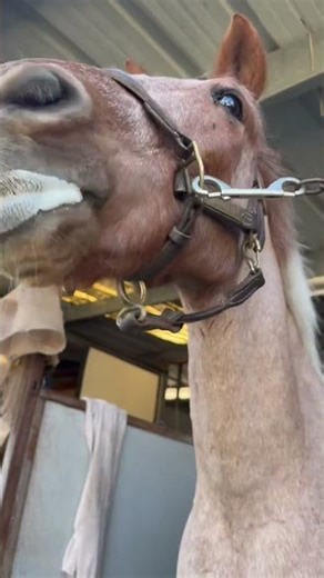 Pony asmr #pony #equestrian #asmr