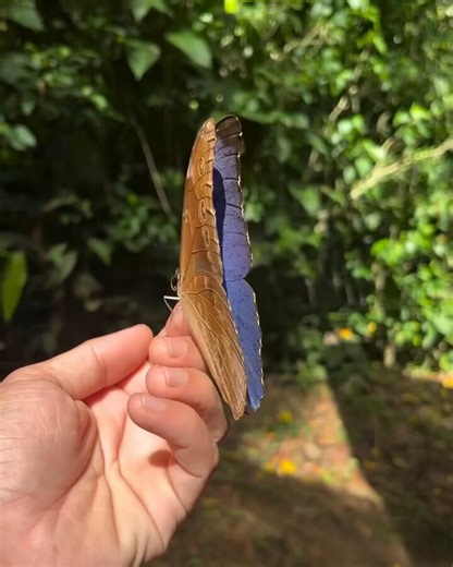 Iridescence of the blue morpho butterfly