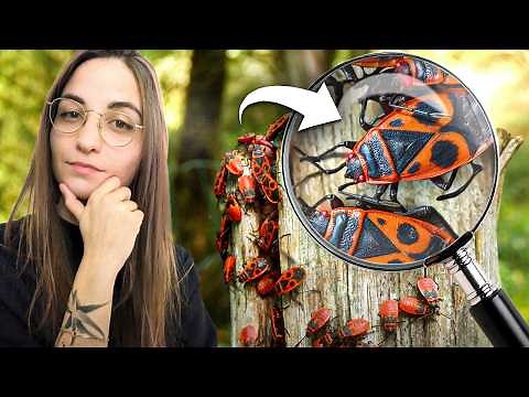 4 minutes to understand THE FIREBUGS (English subtitles)