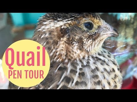 Quail Pen Tour - 3 week old Coturnix Quails