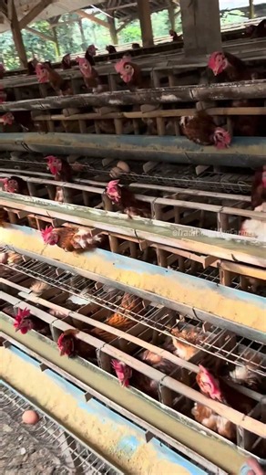 Daily Work on a Traditional Egg Farm 🐔