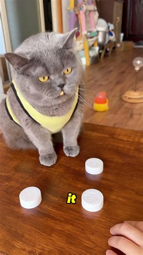 Why Cats Might Be Smarter Than Dogs 🤯 #shorts #cat