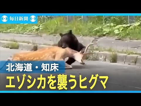 世界自然遺産の知床でヒグマがエゾシカを襲撃