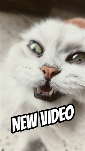 #cat new vlog goes viral on internet explorer 😂#funny #cute #comedy