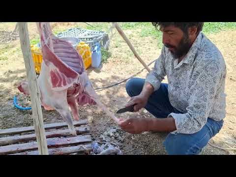 Nomadic Life | Traditional Cooking in Nature | Peaceful Village Life