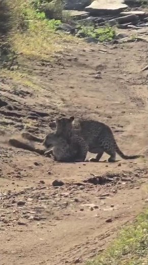 Leopard vs Cheetah Fight to Death | #leopard #cheetah #shorts