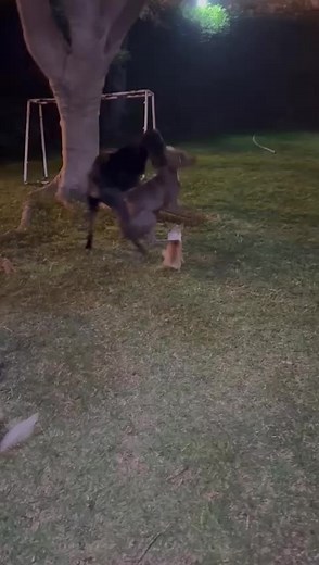 Diversión con Chihuahuas y Doberman en TikTok