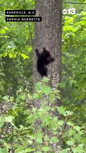 Baby bear climbs tree
